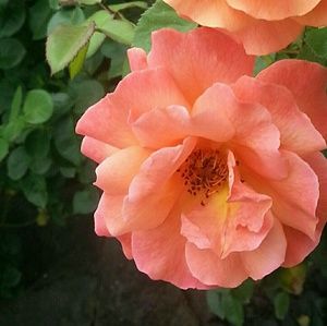 Meet your Posher, Susanna